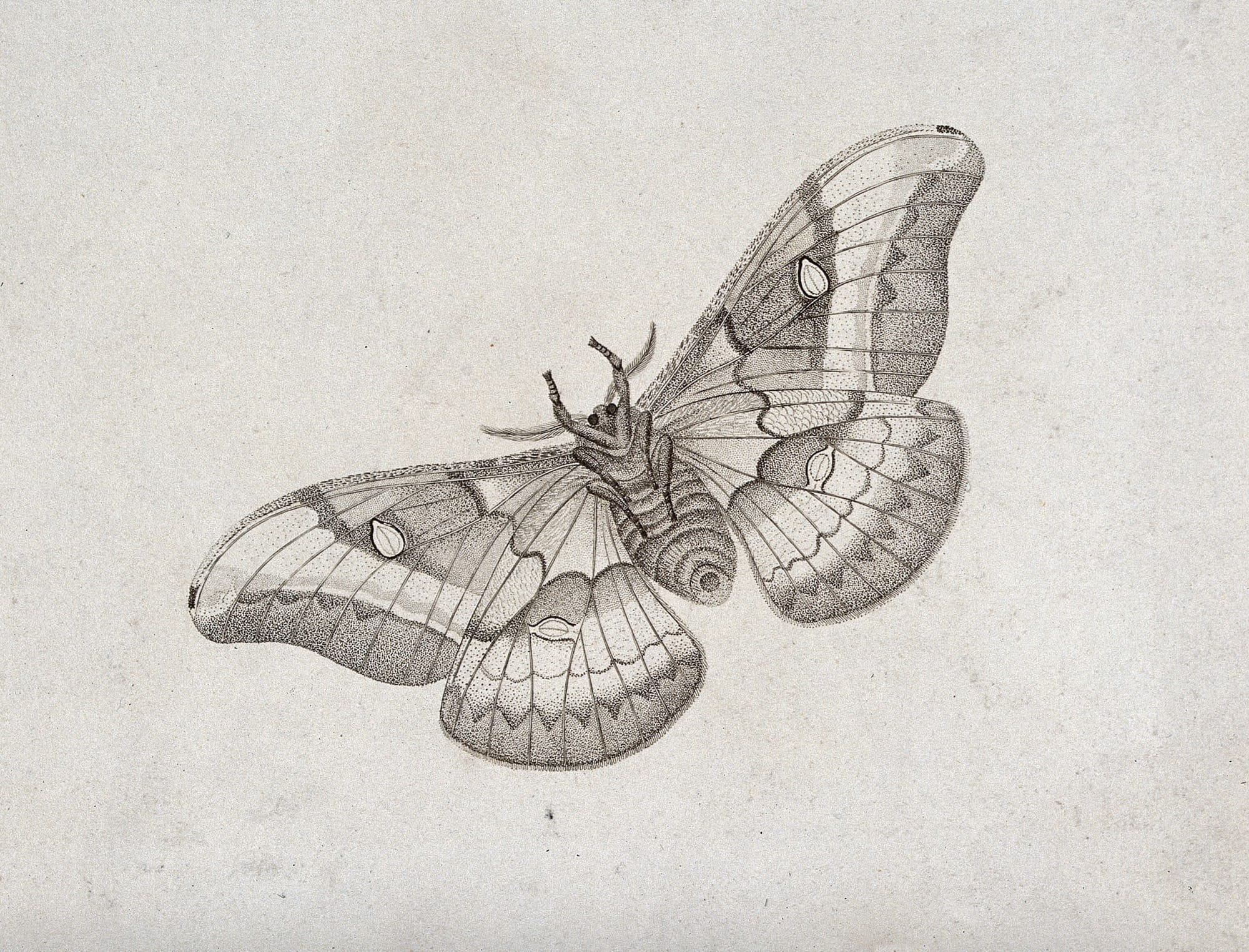 An emperor moth (Saturnia pavonia). Stipple engraving with etching