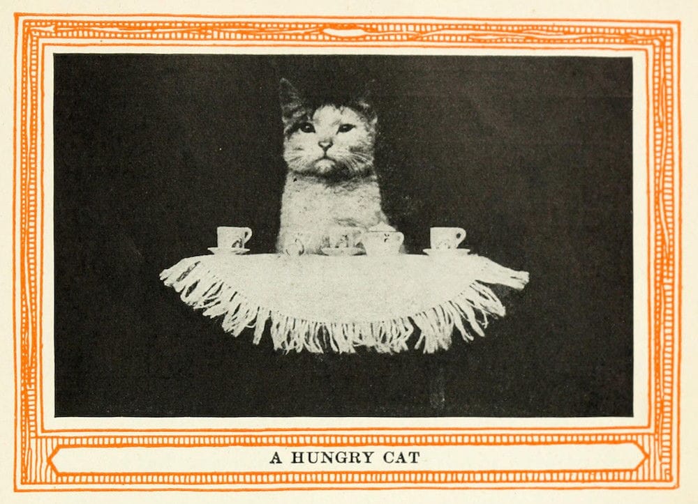 A very serious cat sits at a small table with a tea set laid out. Black and white photo.