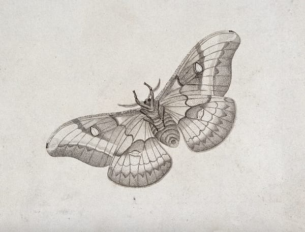 An emperor moth (Saturnia pavonia). Stipple engraving with etching